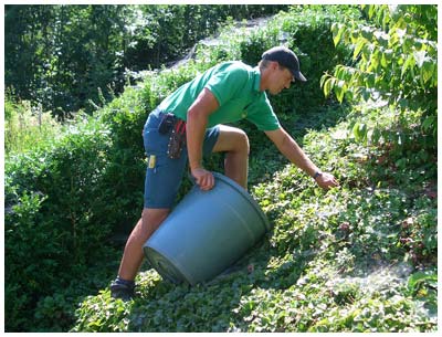 Husermann Gartenbau - Gartenpflege Unkraut